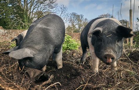 how-to-till-your-garden-naturally-using-pigs image