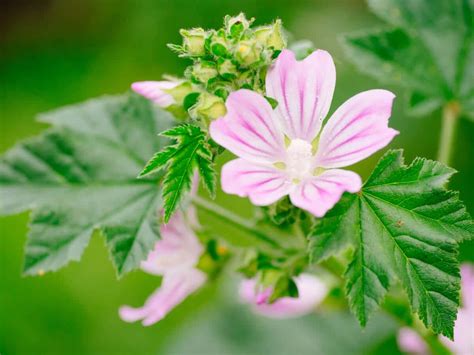 mallow-weed-the-wild-edible-thats-also-a-love-potion image