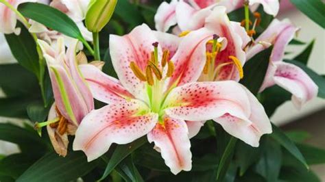lilies-how-to-plant-grow-and-care-for-lily-flowers image