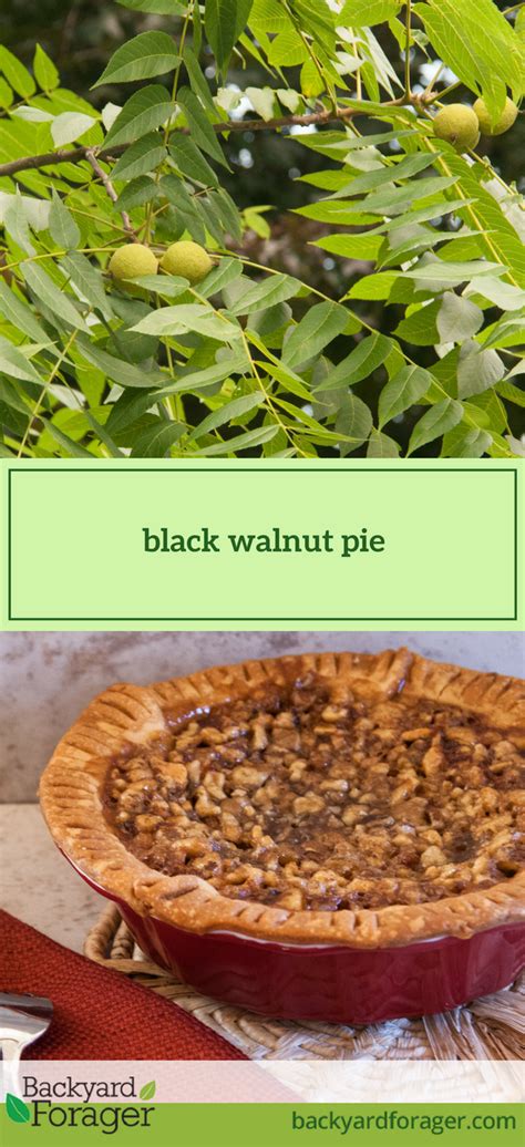 rich-and-flavorful-black-walnut-pie-recipe-backyard image