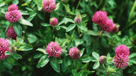 red-clover-benefits-uses-and-side-effects-healthline image