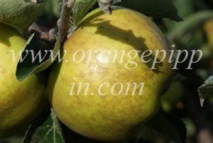apple-reinette-du-canada-tasting-notes image