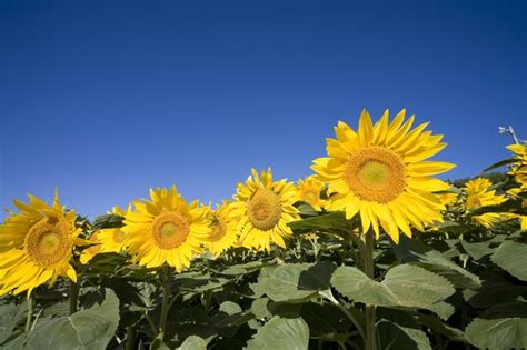 how-to-eat-sunflower-livestrong image