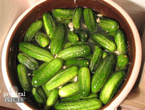 how-to-make-fermented-crock-dill-pickles-prodigal image