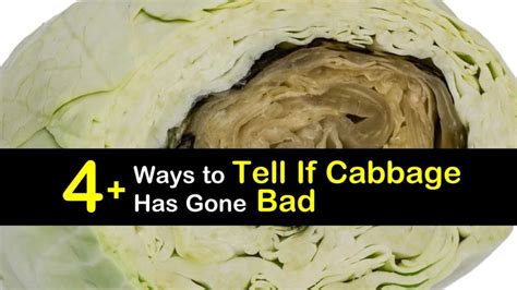 4-ways-to-tell-if-cabbage-has-gone-bad-tips-bulletin image