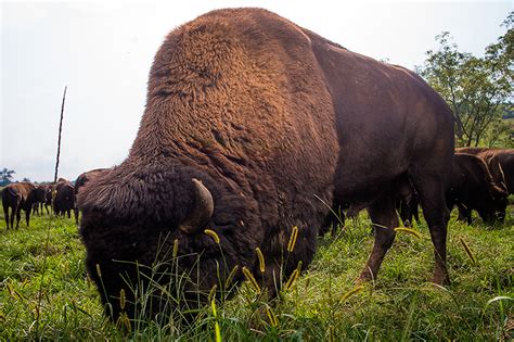 bison-the-national-mammal-of-the-united-states-dr image