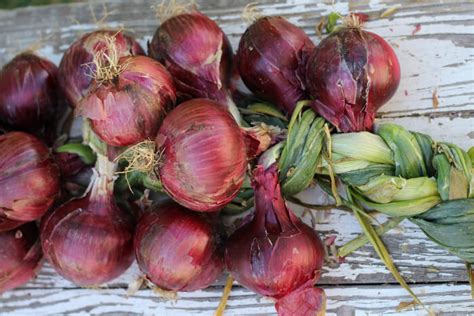 how-to-braid-onions-the-prairie-homestead image