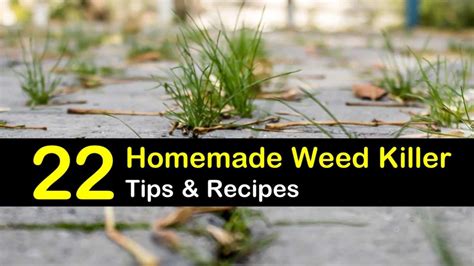 22-diy-weed-killer-recipes-you-can-make-at-home image