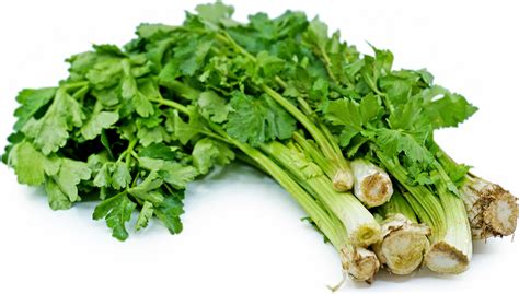 chinese-celery-information-recipes-and-facts-specialty image
