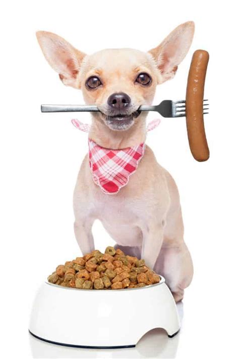 the-ultimate-guide-to-what-chihuahuas-can-and-cant-eat image