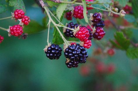 wild-berries-in-canada-the-canadian-encyclopedia image