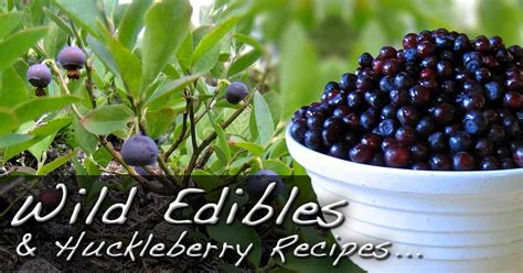 wild-edibles-huckleberry-recipes-sustainable image
