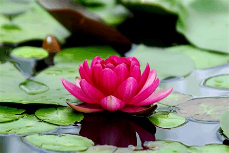 lotus-flowers-history-meaning-properties-growth-care image