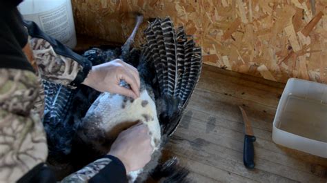 how-to-cook-a-wild-turkey-legendary-whitetails image