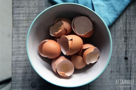 eggshells-in-the-garden-5-ways-theyll-help-you-grow-food image