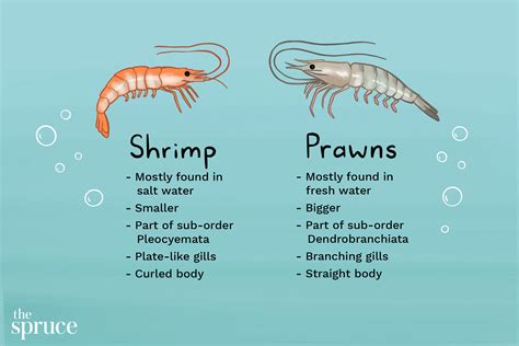 the-difference-between-shrimp-and-prawns image