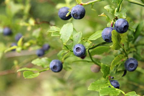blueberry-fertilizer-how-to-fertilize-blueberries image