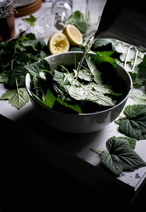 homemade-blackcurrant-leaf-juice-my-vintage-cooking image
