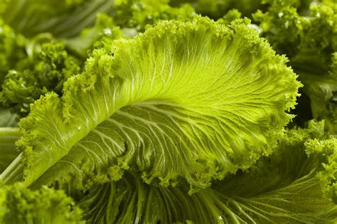 real-food-encyclopedia-mustard-greens-foodprint image