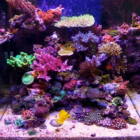 diy-all-for-reef-recipe-from-tropic-marin-thanks-zack image