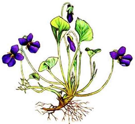 sweet-violets-edible-flowers-medicinal-plants image