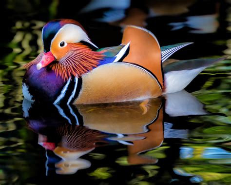mandarin-duck-facts-diet-habitat-pictures-on image