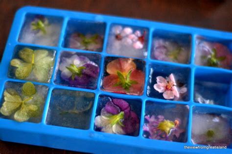 edible-flower-ice-cubes-the-view-from-great-island image
