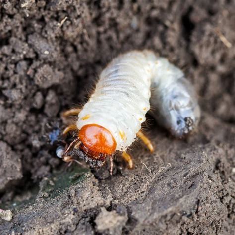 how-to-get-rid-of-grubs-kill-grub-worms-naturally image