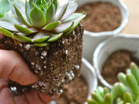 the-best-recipe-to-make-your-own-succulent-soil image