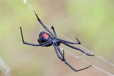 10-fascinating-things-about-black-widow-spiders image