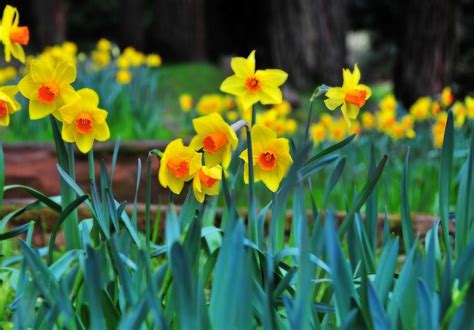 how-to-grow-and-care-for-daffodils-the-spruce image