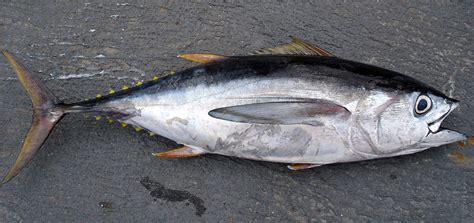 bigeye-tuna-wikipedia image