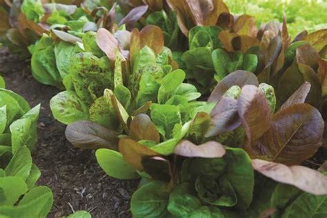 easy-steps-for-freezing-lettuce-hgtv image