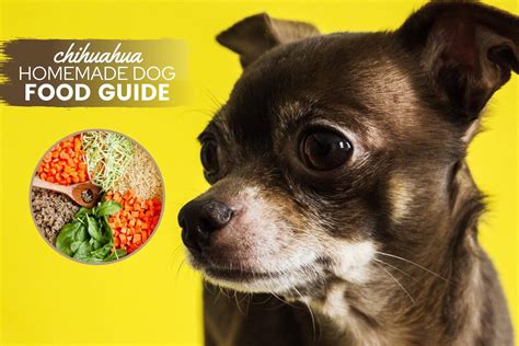 homemade-dog-food-for-chihuahuas-guide image
