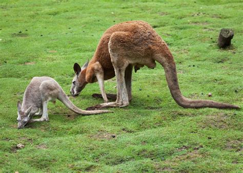 what-do-kangaroos-eat-all-species-likes-plants-meat image