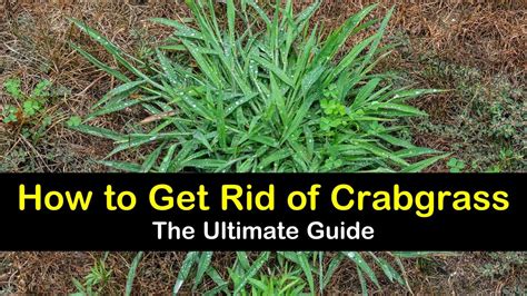 13-clever-ways-to-get-rid-of-crabgrass-tips-bulletin image