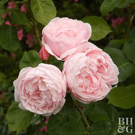 how-to-plant-and-grow-english-rose-better-homes image