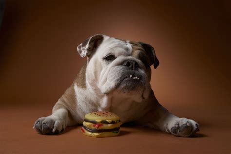 homemade-burgers-for-dogs-pets-the-nest image