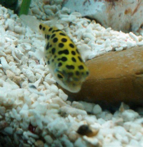 green-spotted-puffer-fish-care-feeding-and-tank-setup image