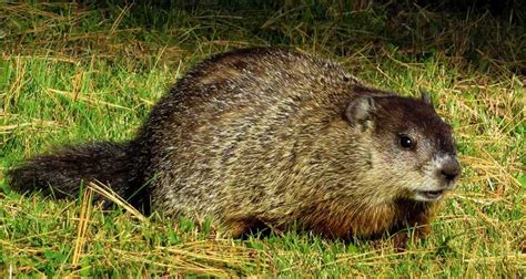 groundhog-bait-how-to-trap-a-groundhog-or image