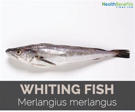 whiting-fish-facts-health-benefits-and-nutritional-value image