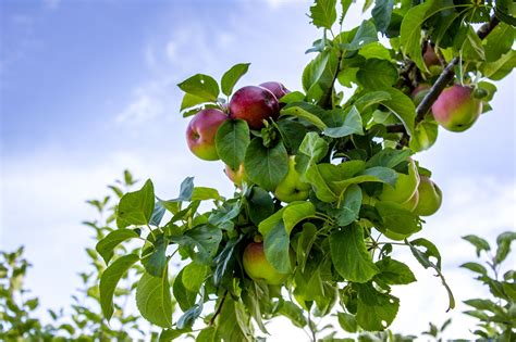 22-of-the-best-heirloom-apples-available-to-grow-today image
