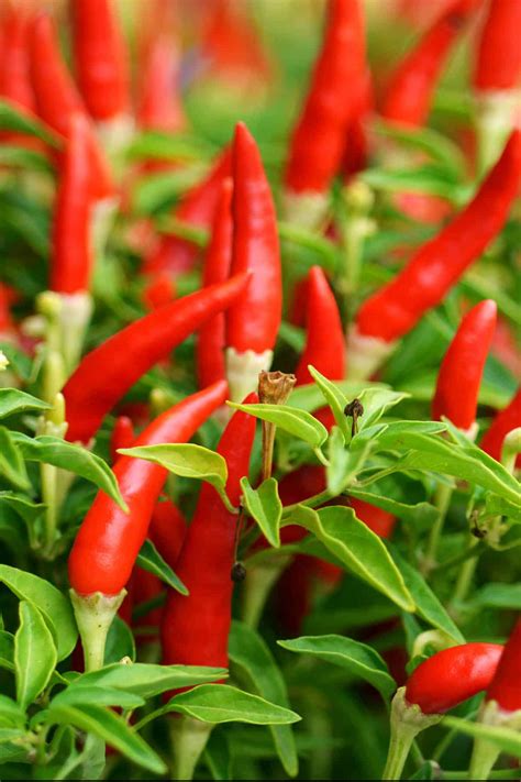 hot-chili-peppers-list-of-hot-chili-peppers-by-heat image