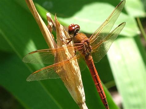 what-do-dragonflies-eat-the-infinite-spider image
