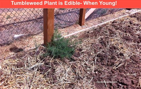 tumbleweed-is-edible-spinach-alternative-the image
