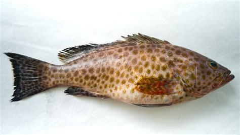 you-should-never-eat-grouper-heres-why-mashedcom image