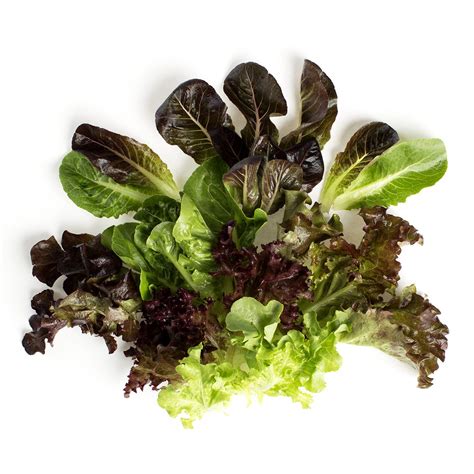 mesclun-spring-mix-vegetables-baldor-specialty image
