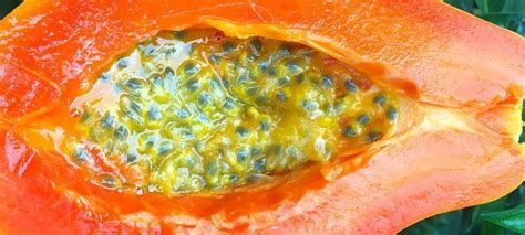 papaya-with-passion-fruit-fruit-powered image