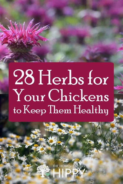 28-herbs-for-your-chickens-to-keep-them-healthy image