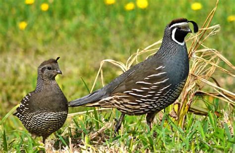 quail-description-habitat-image-diet-and-interesting image
